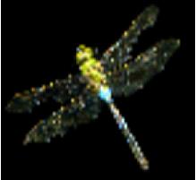 Dragonflylimbo